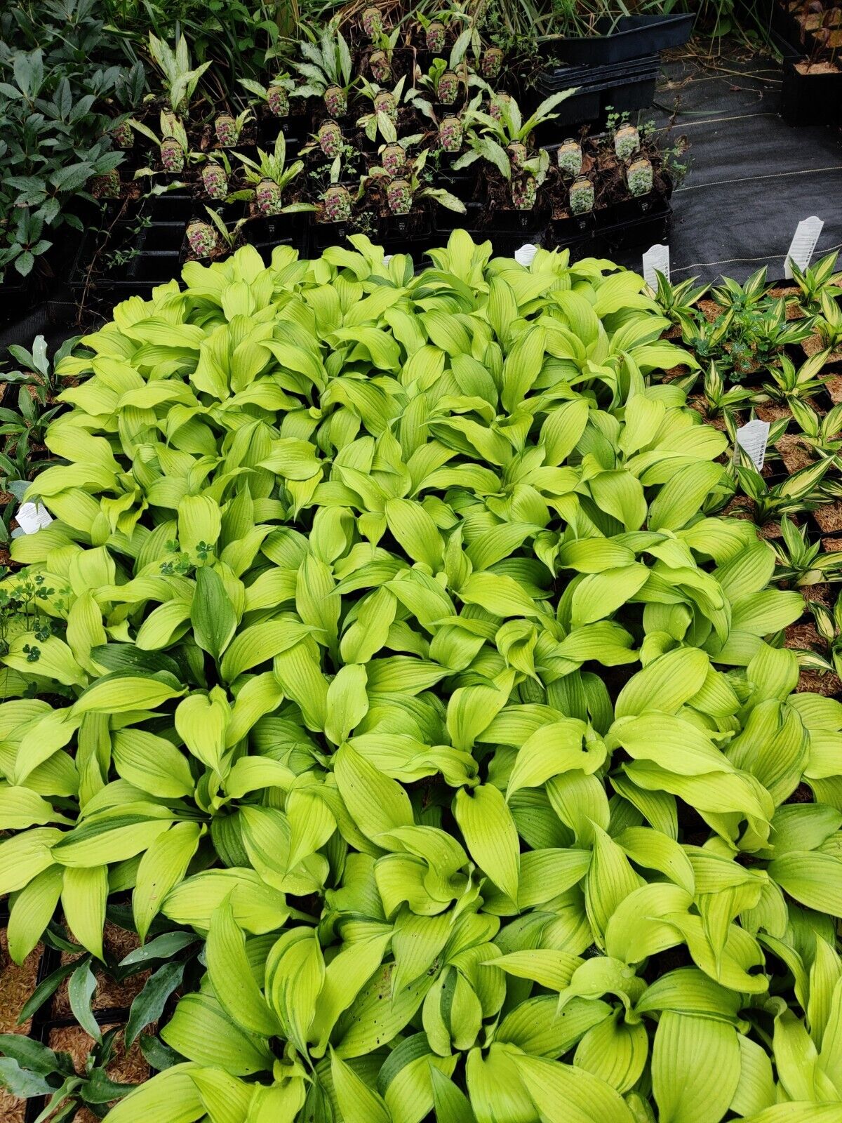 Hosta First Dance Well Rooted 5.25" Pot Perennial Shade