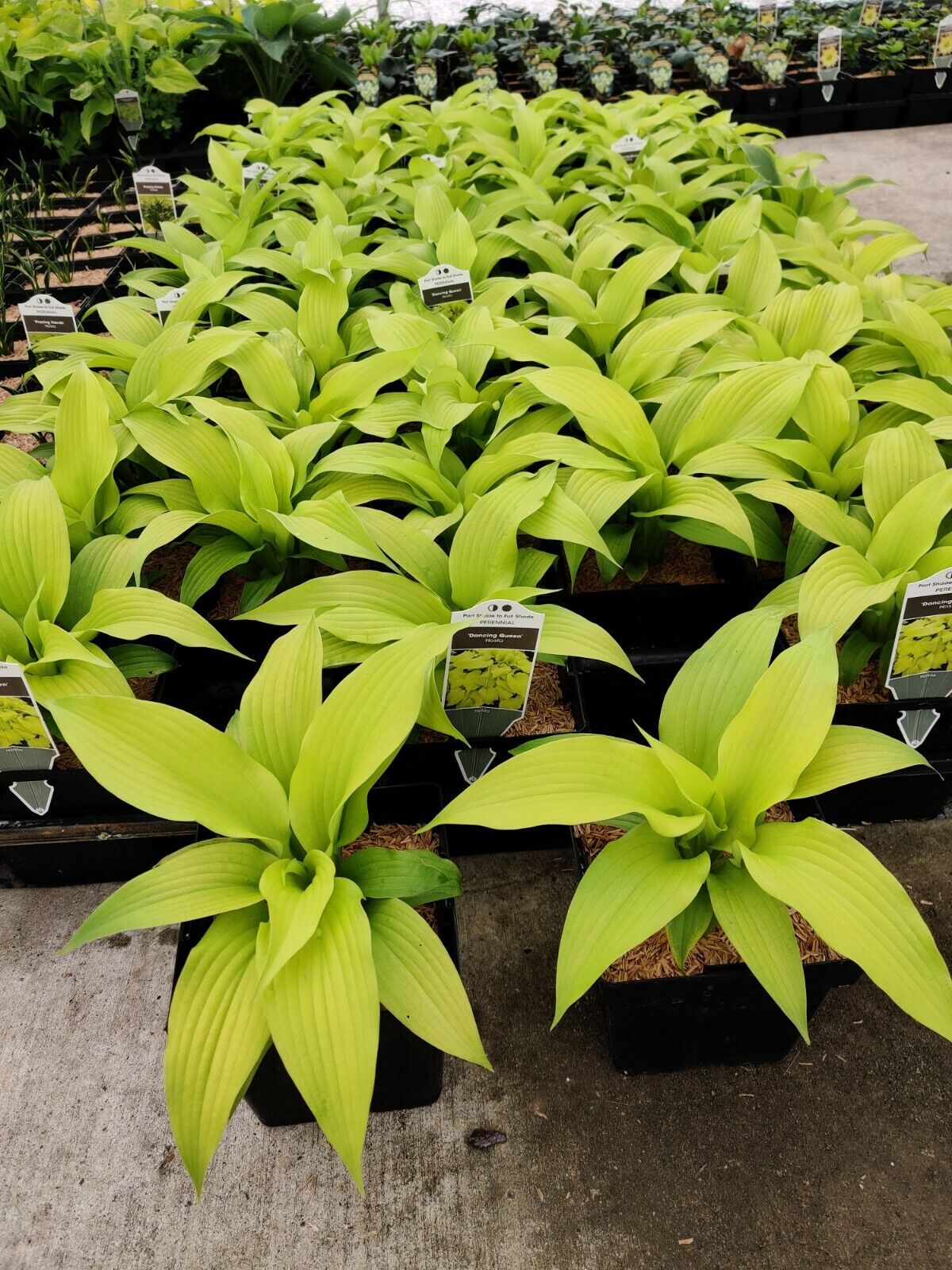 Hosta Dancing Queen Well Rooted 5.25" Pot Perennial Shade Bright and Colorful