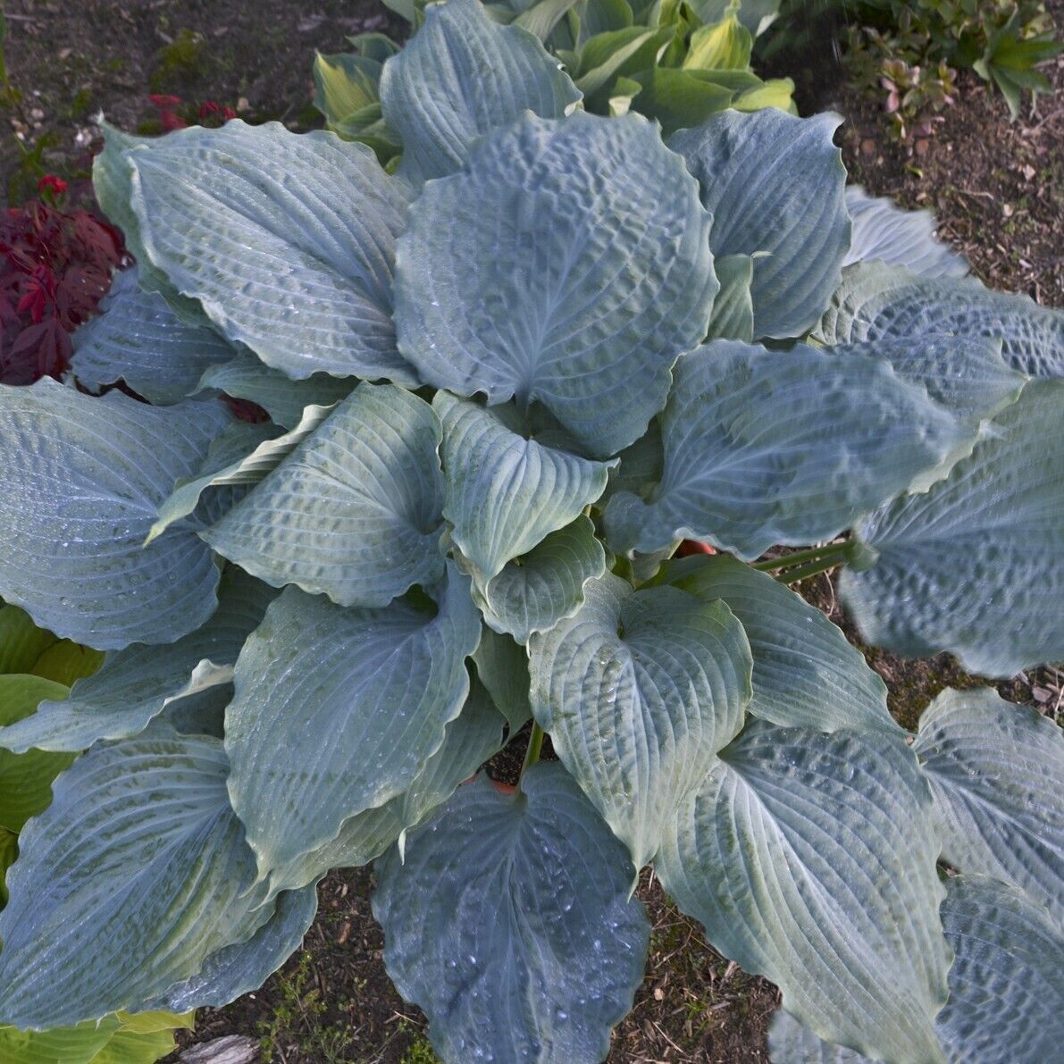 Hosta Diamond Lake Rooted 5.25" Pot Perennial Proven Winners Hosta of the Year