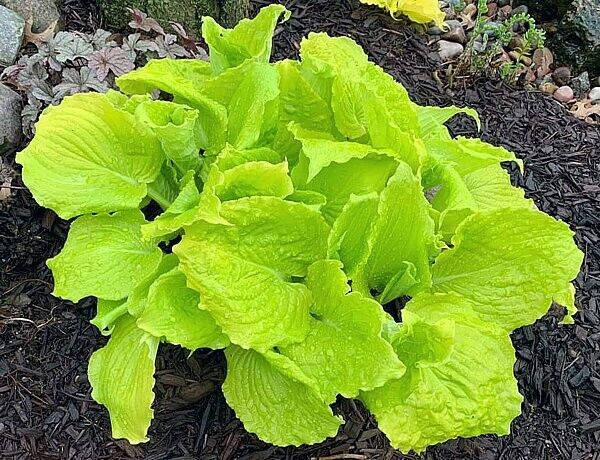 Hosta Seven Year Itch 5.25" Pot Well Rooted Perennial Shade Electric Color