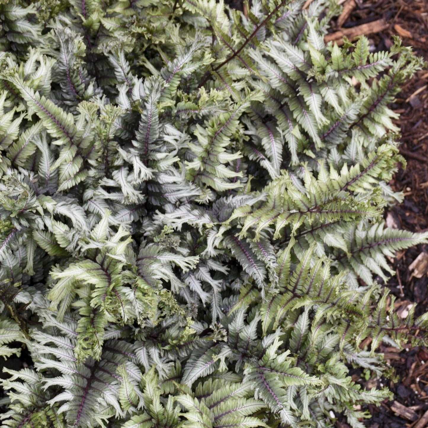 Athyrium niponicum 'Crested Surf' 5.25" Pot Perennial Proven Winners Fern
