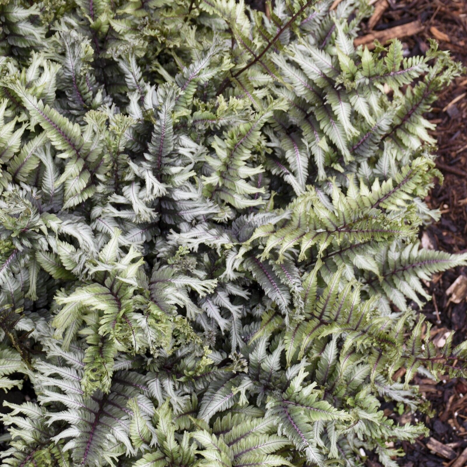 Athyrium niponicum 'Crested Surf' 5.25" Pot Perennial Proven Winners Fern