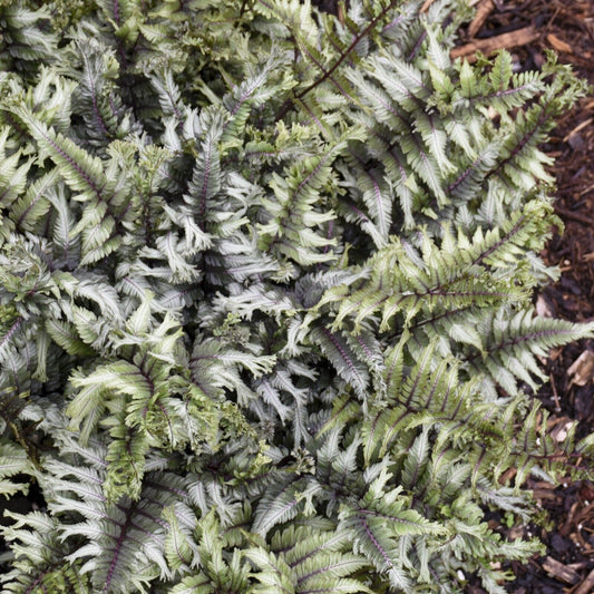 Athyrium niponicum 'Crested Surf' 5.25" Pot Perennial Proven Winners Fern