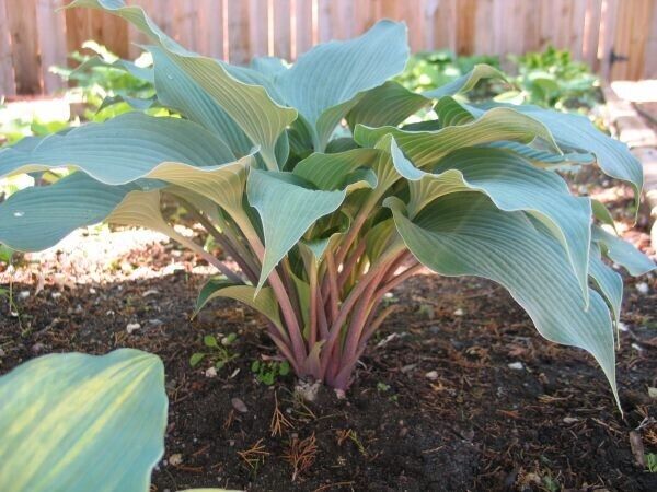 Hosta Evening Blush 5.25" Pot Well Rooted Perennial Shade Interesting Flowers