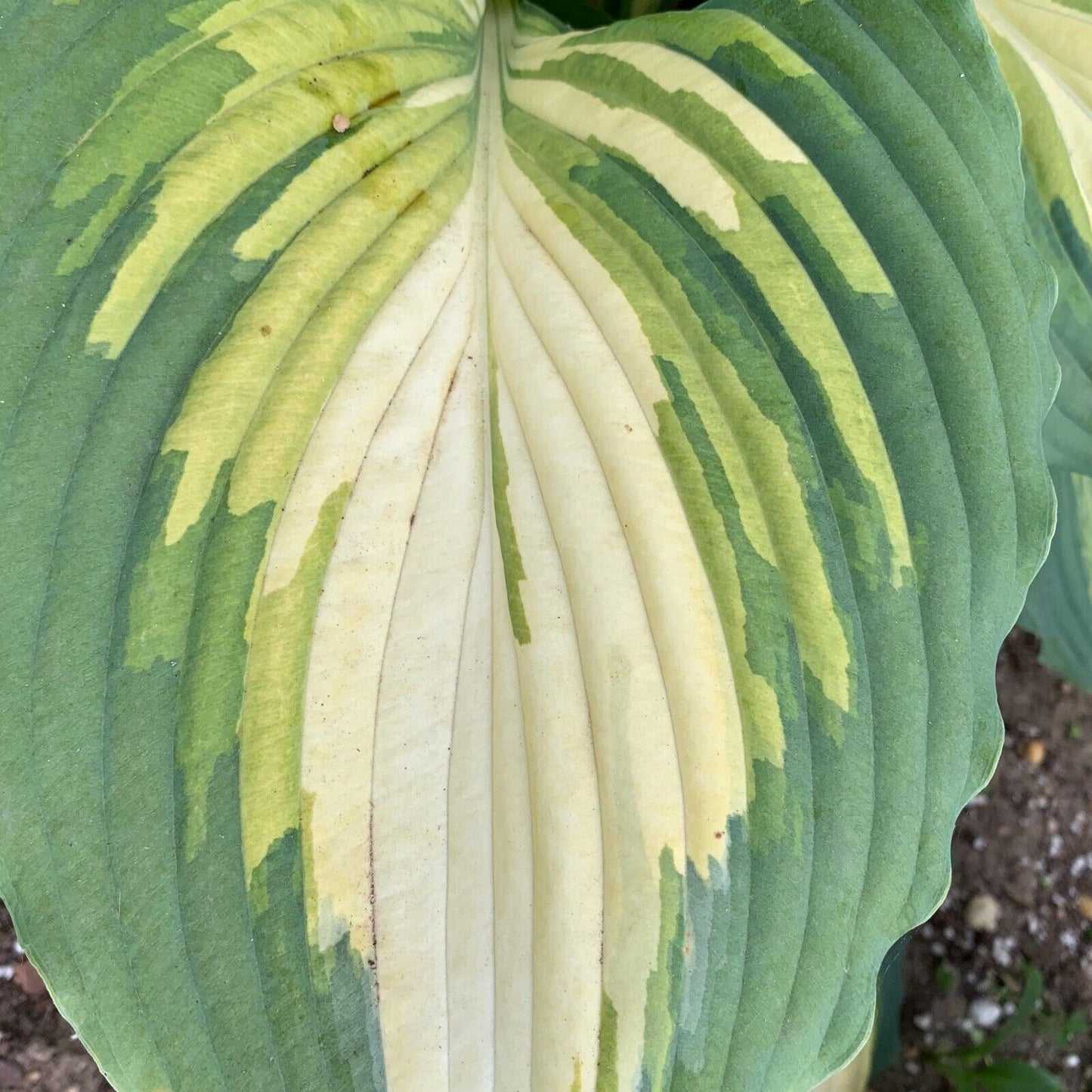 Hosta Love Story Well Rooted 5.25" Pot Perennial Proven Winners