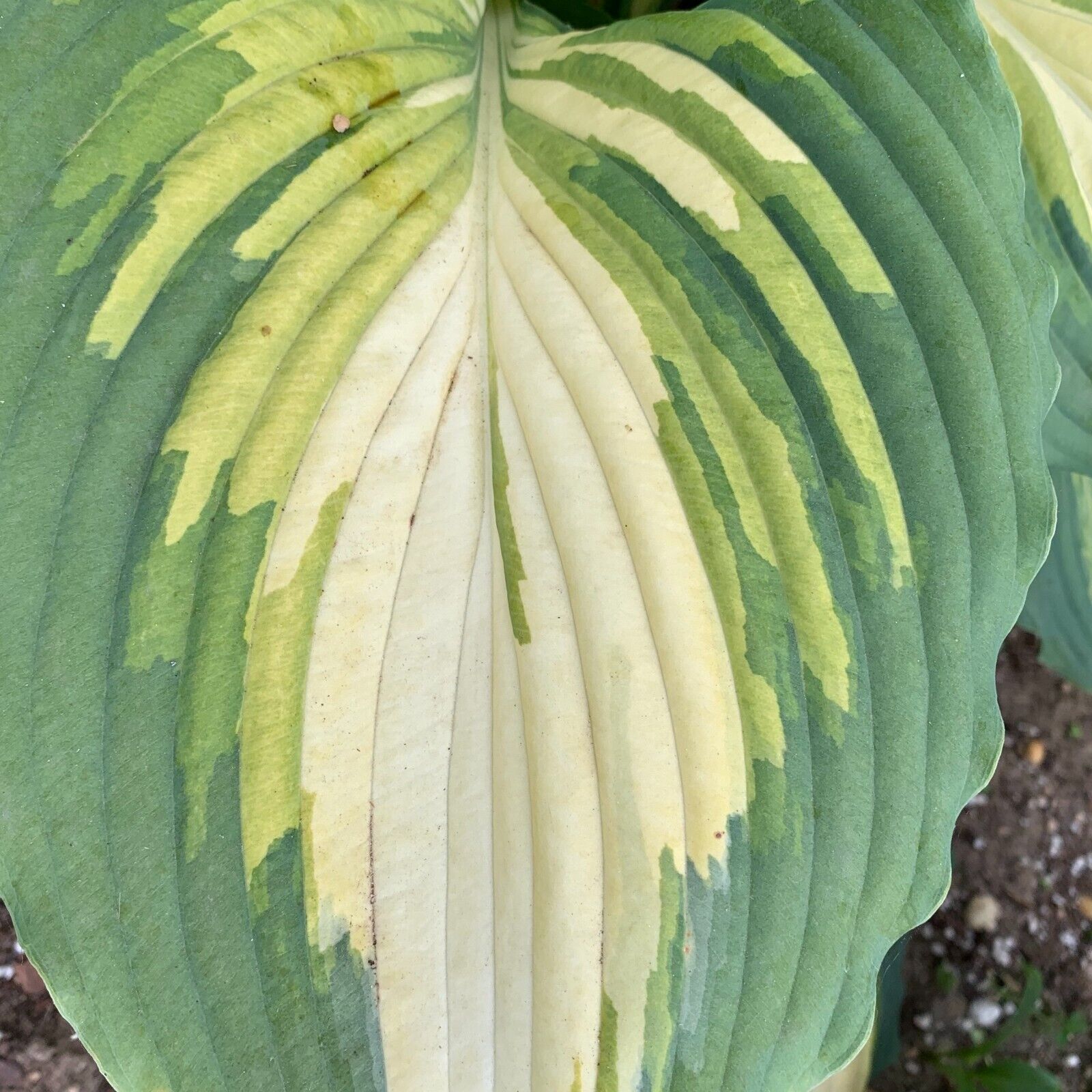 Hosta Love Story Well Rooted 5.25" Pot Perennial Proven Winners
