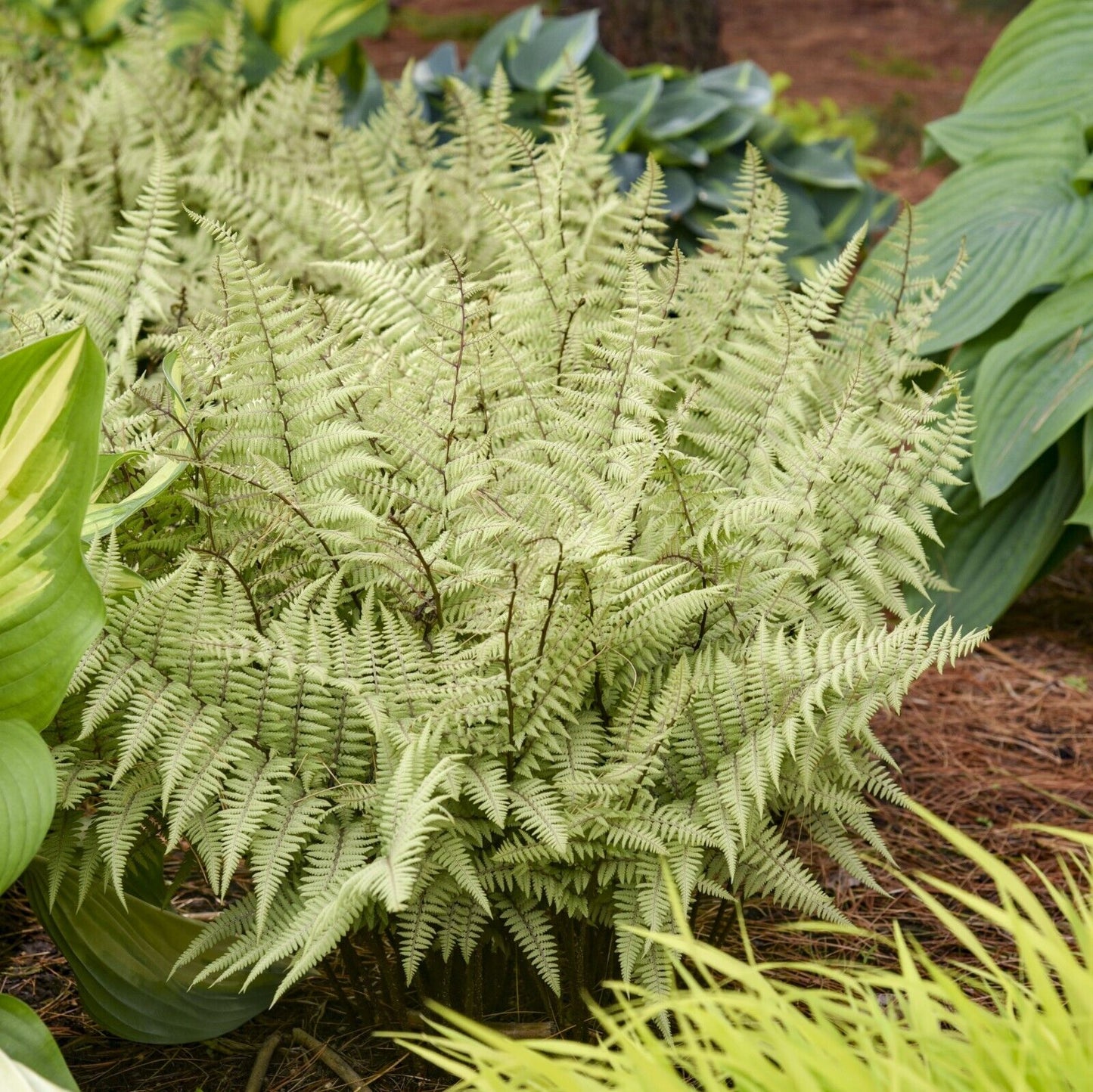 Athyrium 'Ghost' 5.25" Pot Perennial Fern Shade Plant Hybrid Hosta