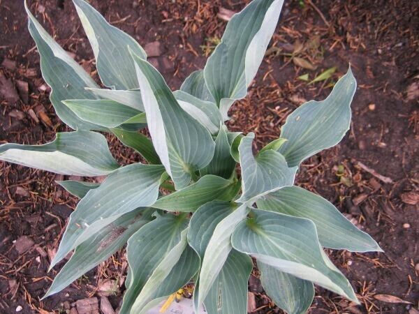 Hosta Silver Tongued Devil 5.25" Pot Well Rooted Perennial Shade Folded Leaves