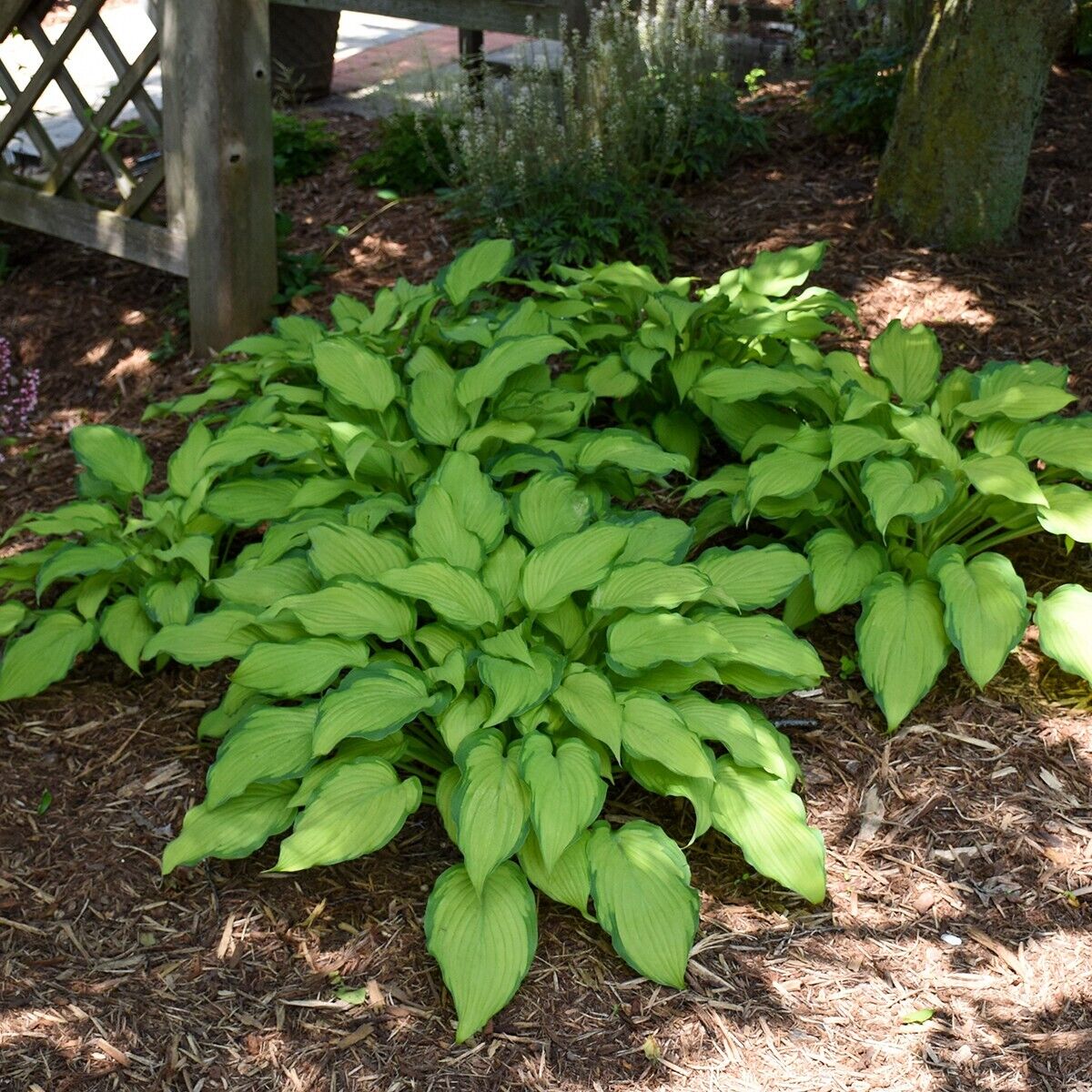 Hosta First Dance Well Rooted 5.25" Pot Perennial Shade