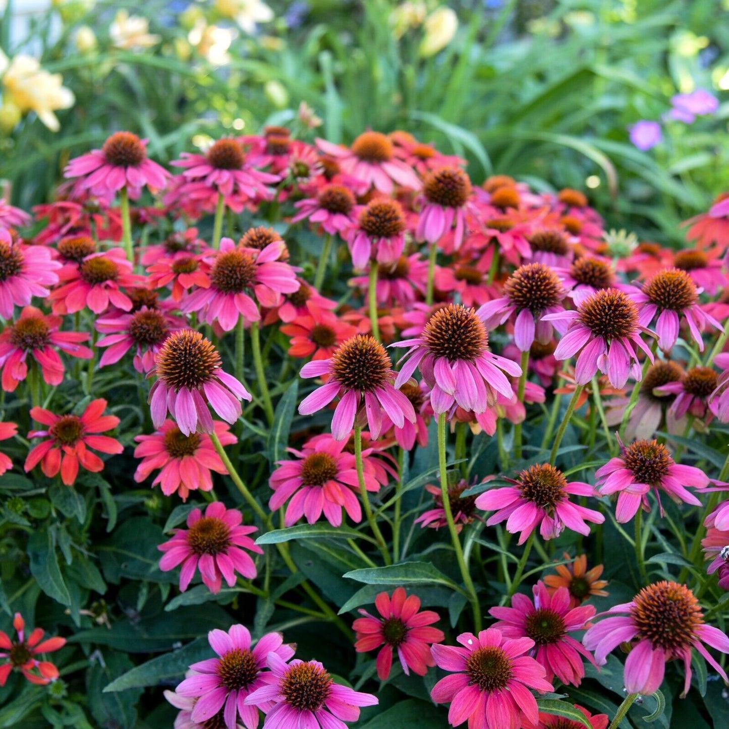 Echinacea Summersong Firefinch Proven Winners 5.25" Pot Perennial Coneflower