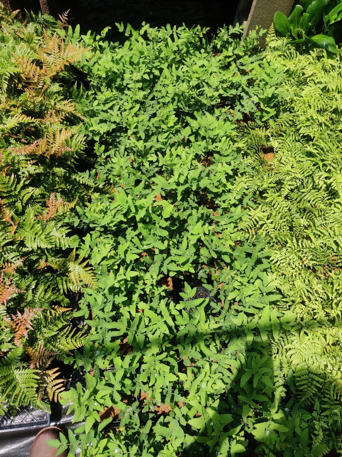 Royal Fern Osmunda regalis 5.25" Pot Well Rooted Perennial Fern Shade Moist Wood