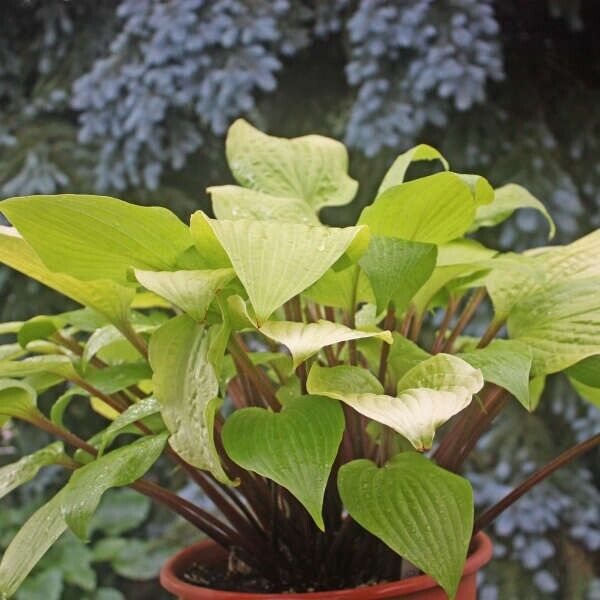 Hosta Designer Genes 5.25" Pot Well Rooted Perennial Shade Red Stems!