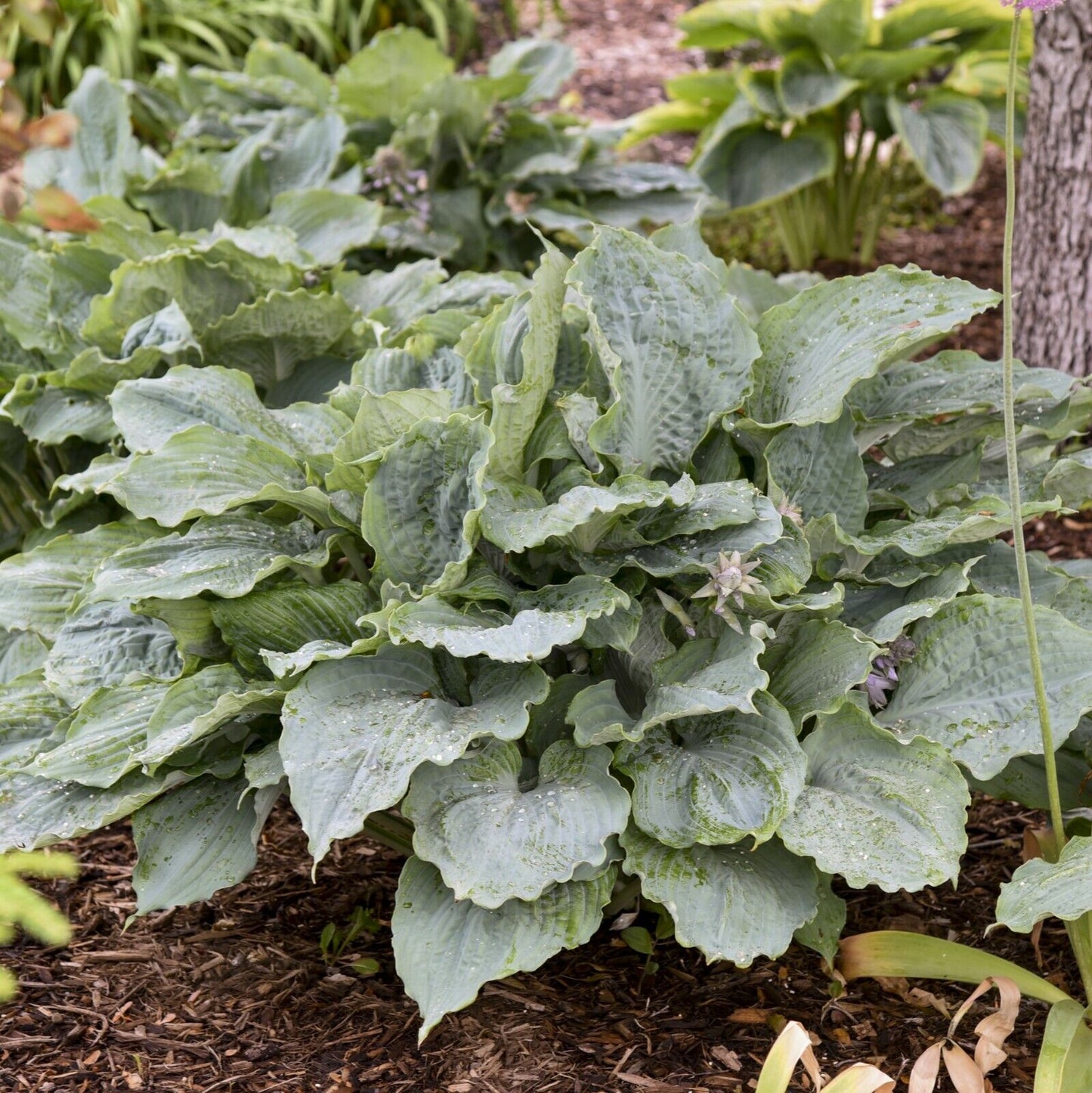Hosta Diamond Lake Rooted 5.25" Pot Perennial Proven Winners Hosta of the Year