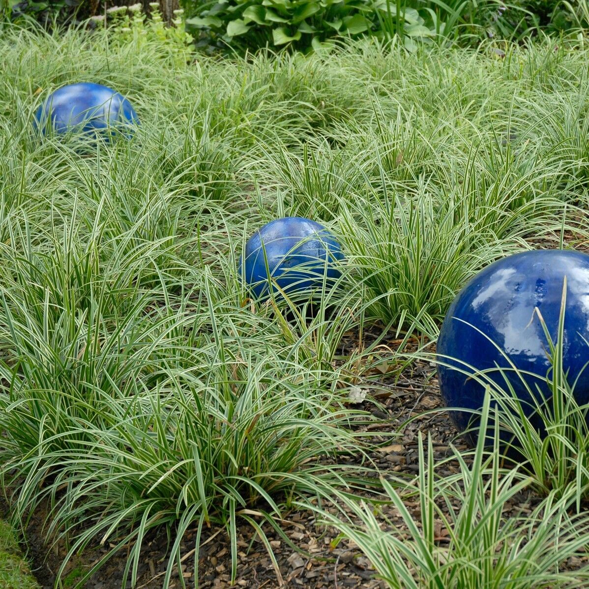 Carex marrowii 'Ice Dance' Variegated Sedge Shade Grass Hosta Companion