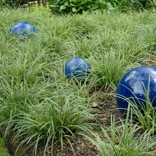 Carex marrowii 'Ice Dance' Variegated Sedge Shade Grass Hosta Companion