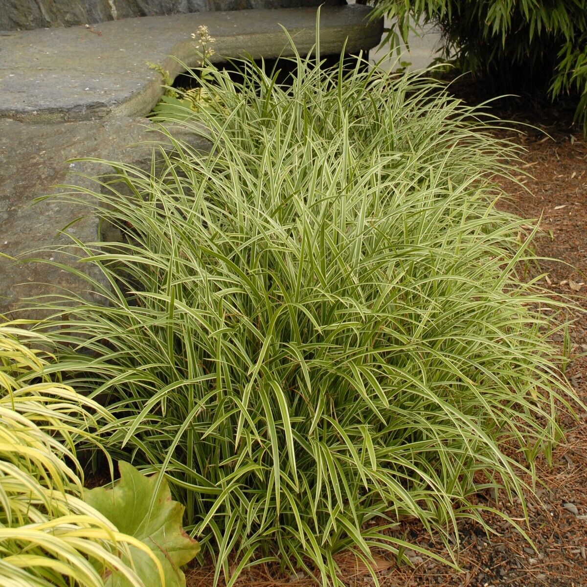Carex marrowii 'Ice Dance' Variegated Sedge Shade Grass Hosta Companion