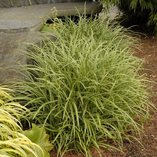 Carex marrowii 'Ice Dance' Variegated Sedge Shade Grass Hosta Companion