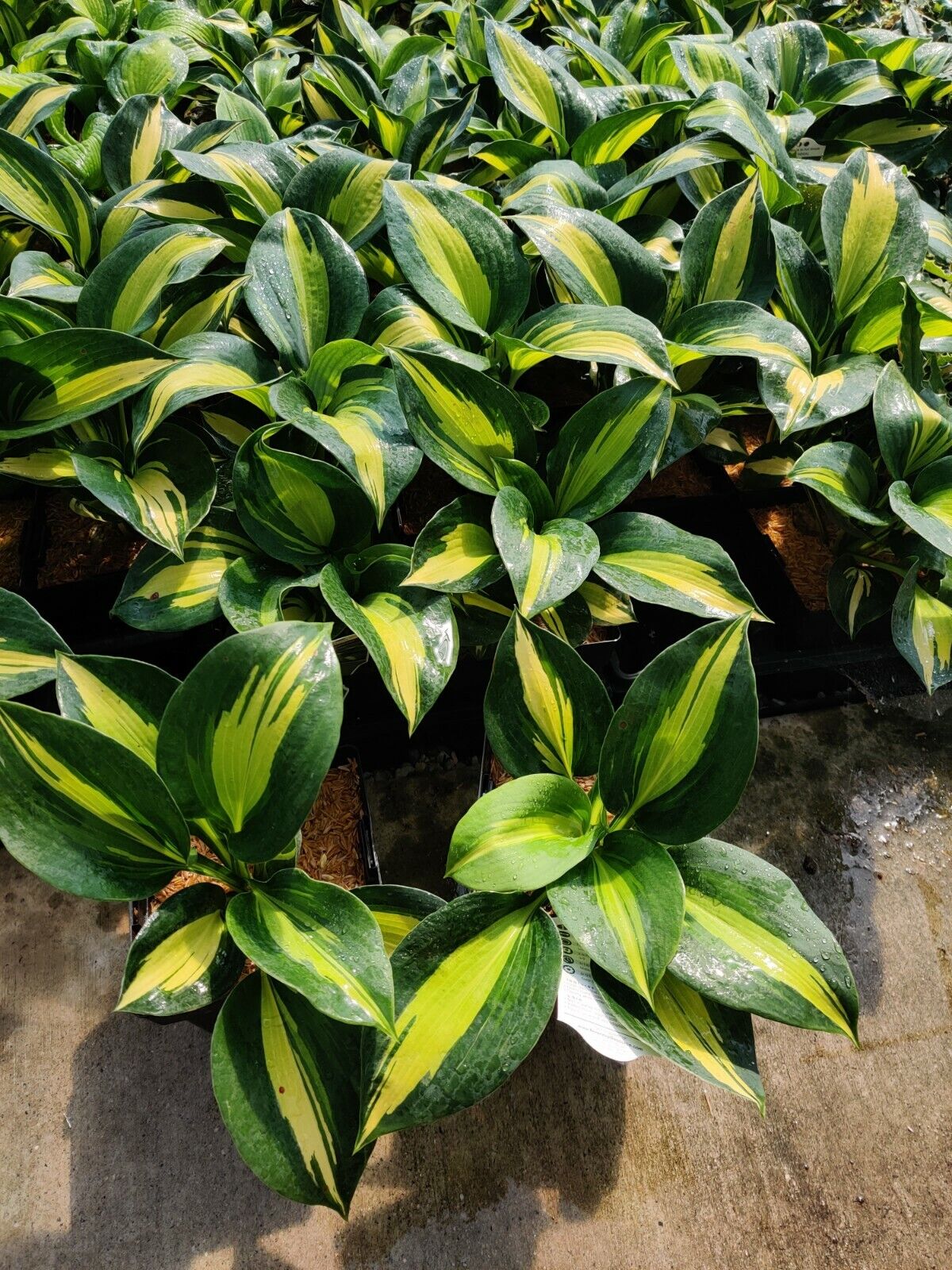 Hosta Dream Weaver Well Rooted 5.25" Pot Perennial  Plant