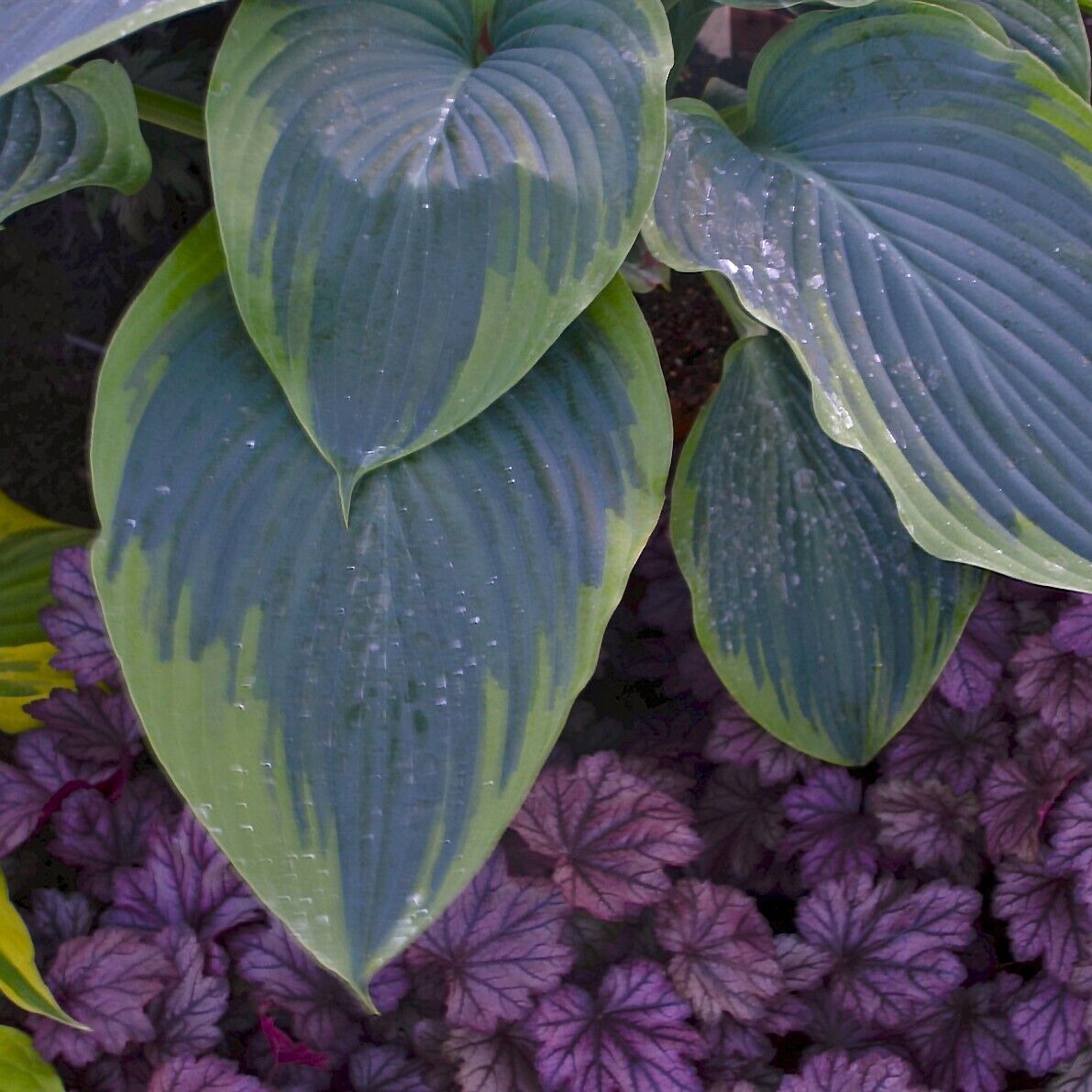 Hosta Wu-La-La 5.25" Pot Well Rooted Perennial Shade Unusual Proven Winners