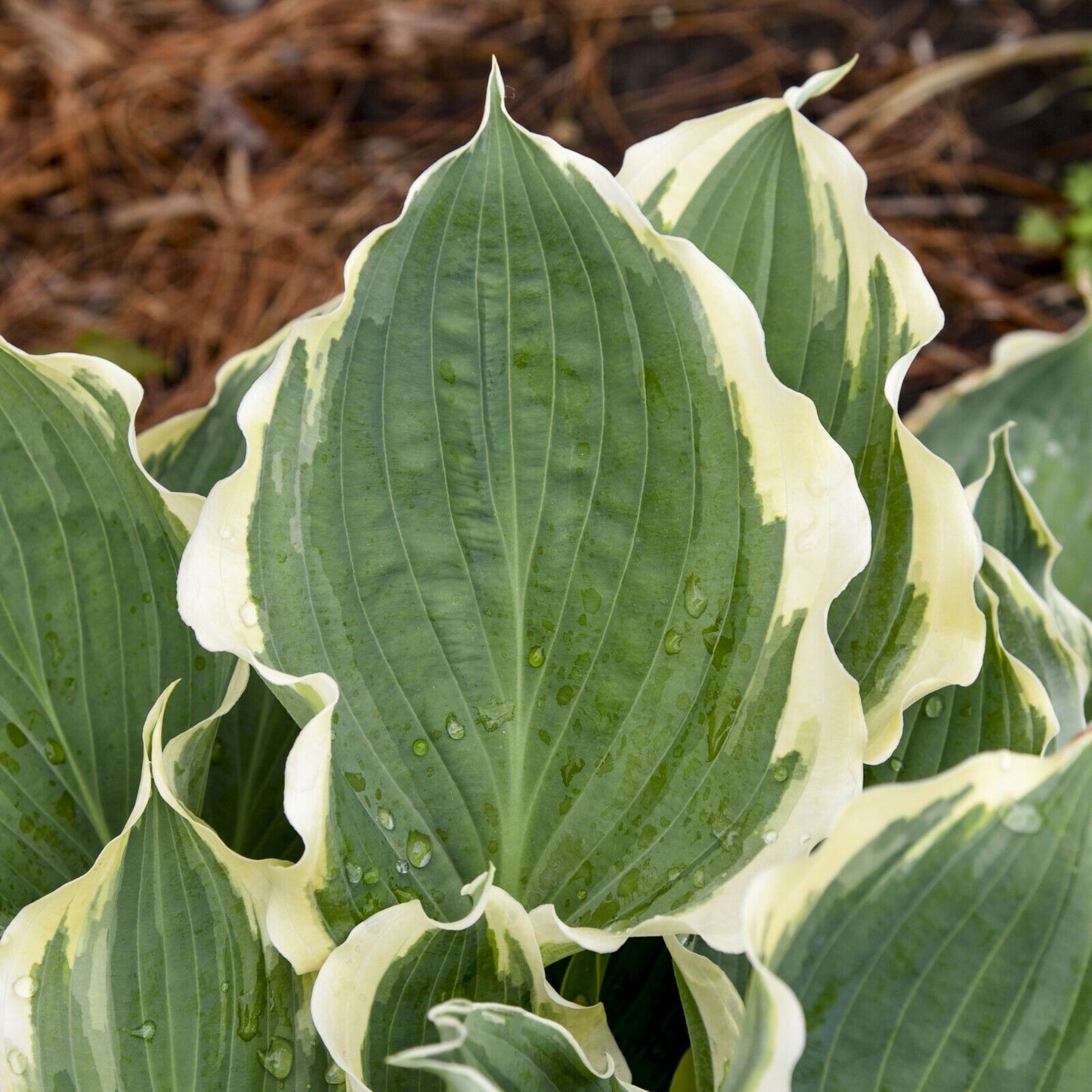 Hosta Hope Springs Eternal Well Rooted 5.25" Pot Perennial Proven Winners
