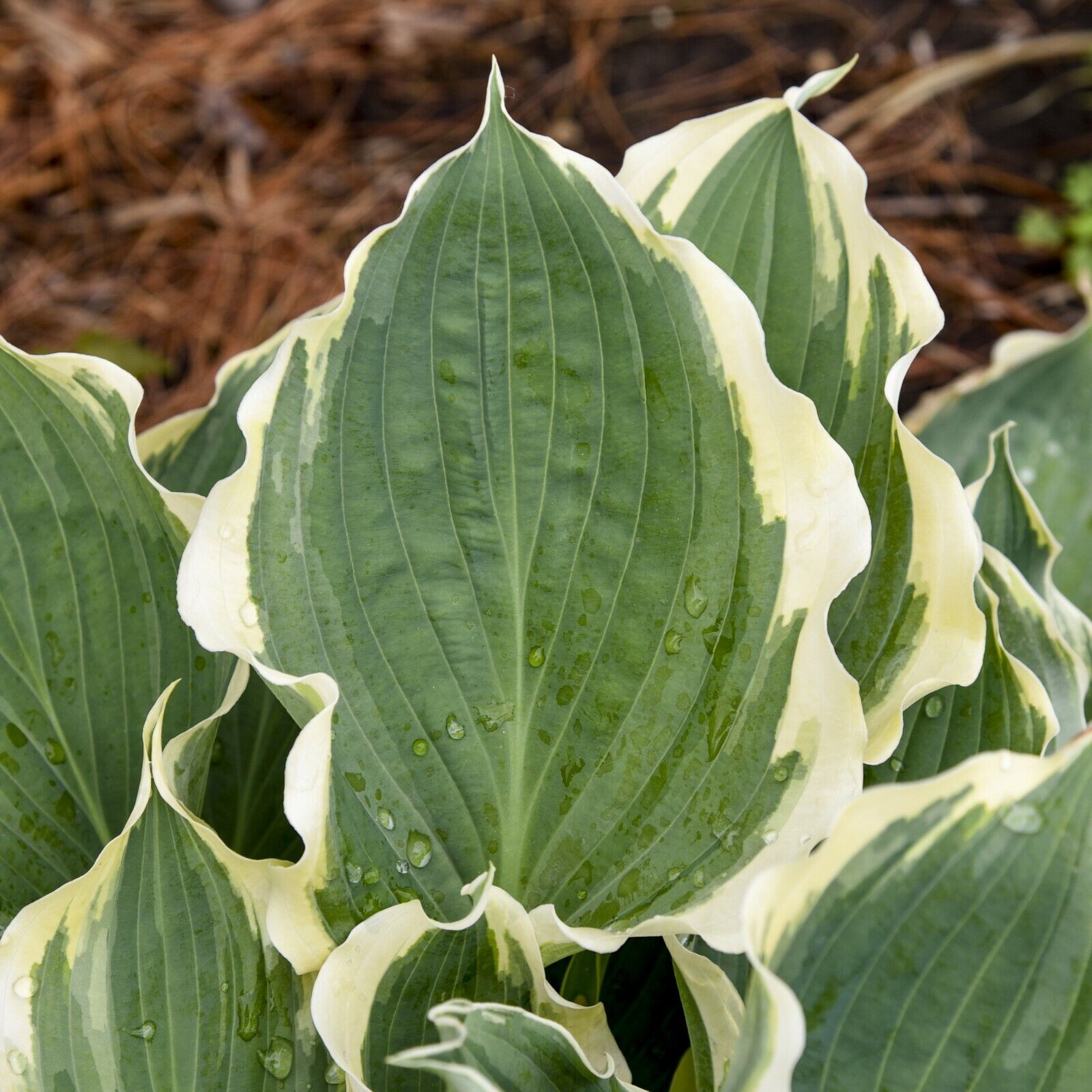 Hosta Hope Springs Eternal Well Rooted 5.25" Pot Perennial Proven Winners