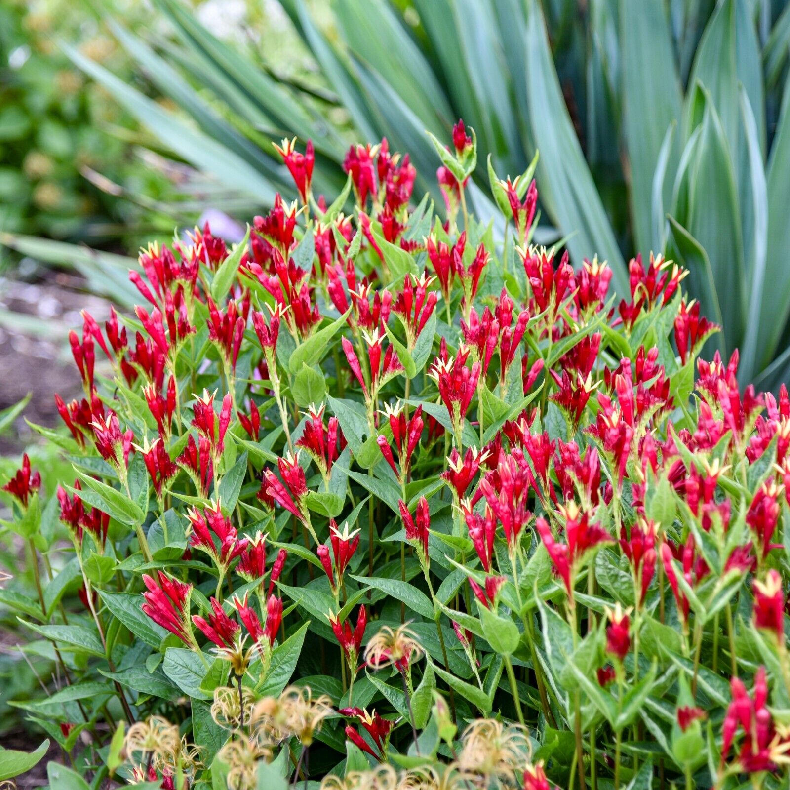 Spigelia Apple Slices 5.25 inch Pot Size Perennial Plant Sun or Shade Native!