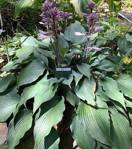 Hosta Evening Blush 5.25" Pot Well Rooted Perennial Shade Interesting Flowers