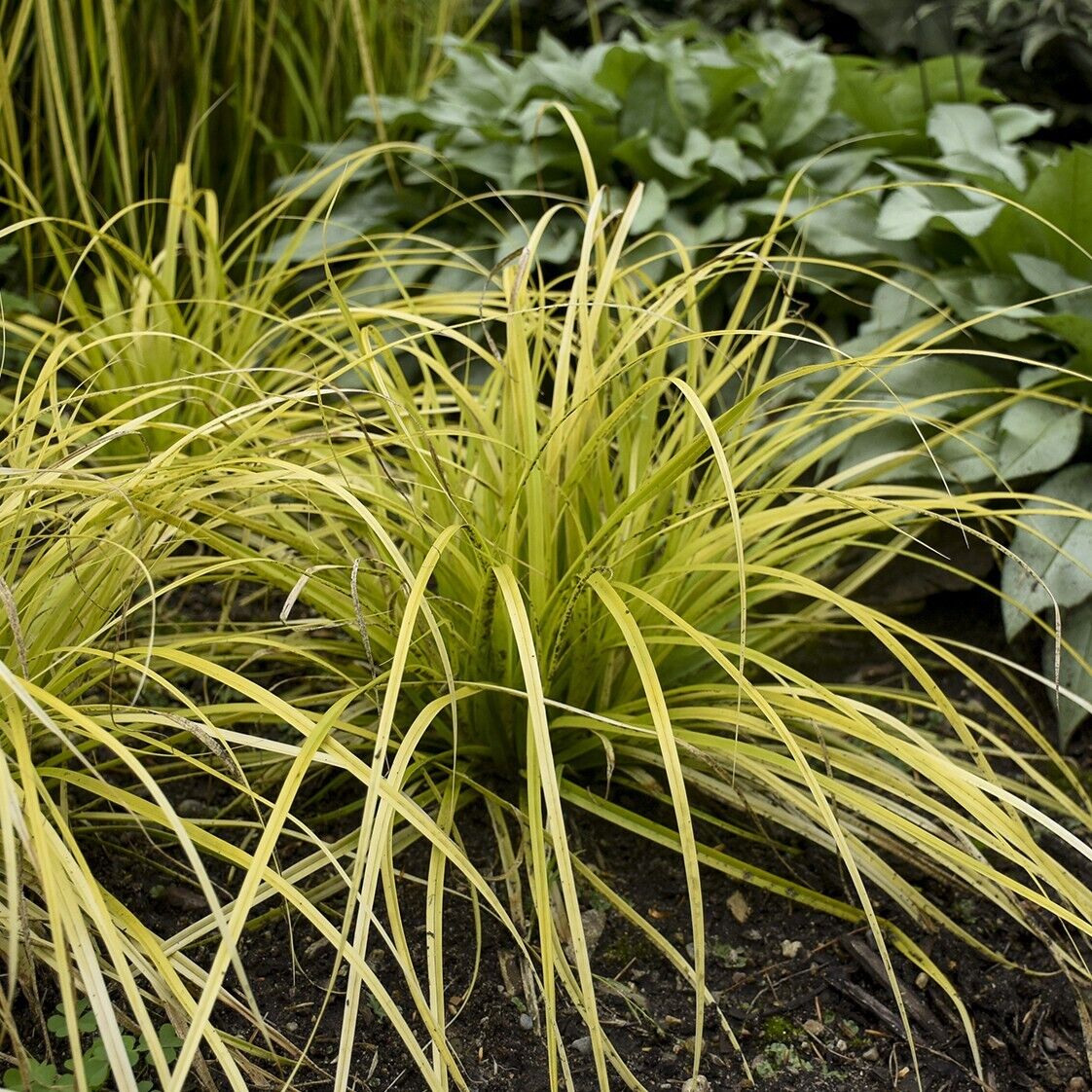 Evercolor 'Everillo' Japanese Sedge Carex Shade Grass Hosta Companion