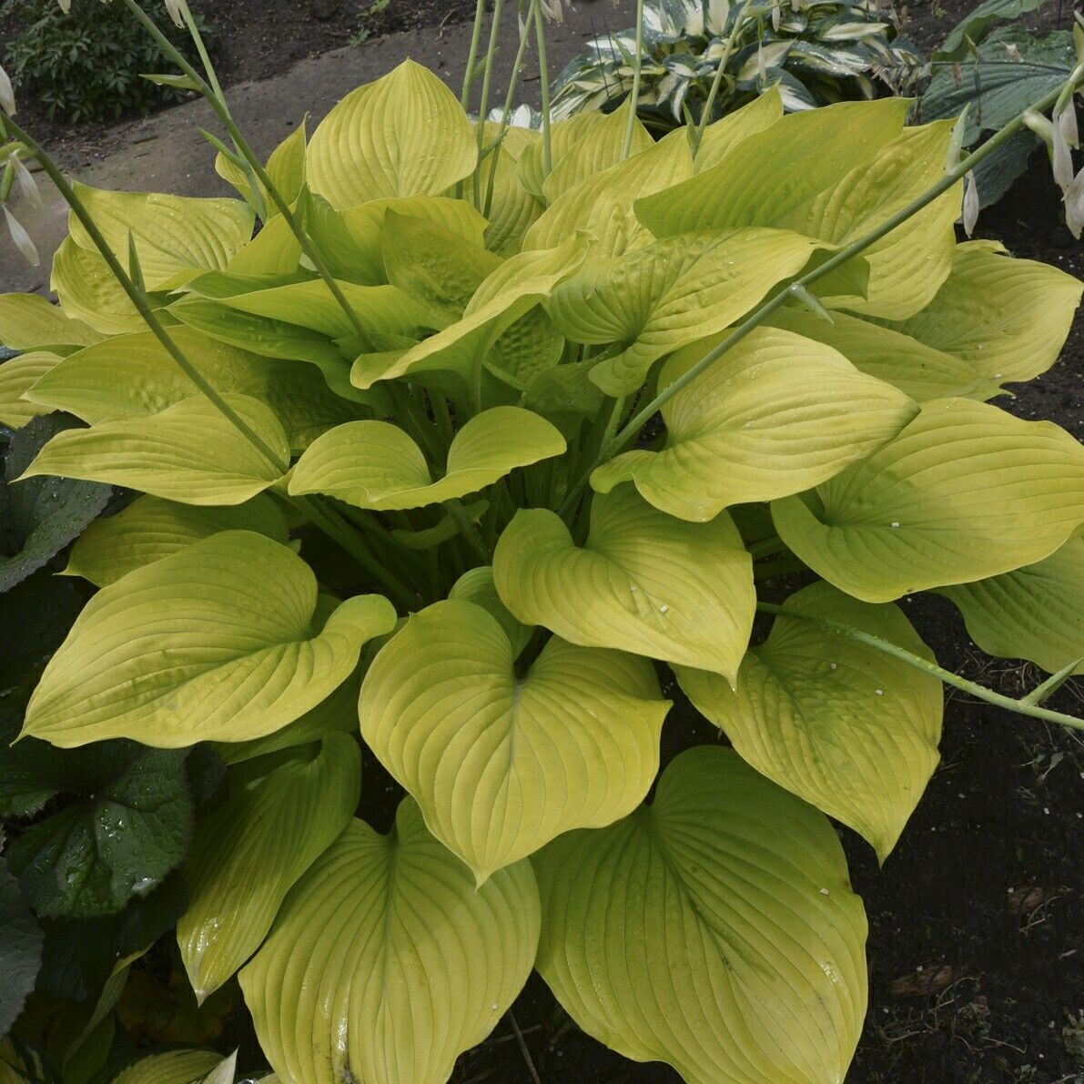 Hosta Age of Gold Well Rooted 5.25" Pot Perennial Shade Corrugated Plant