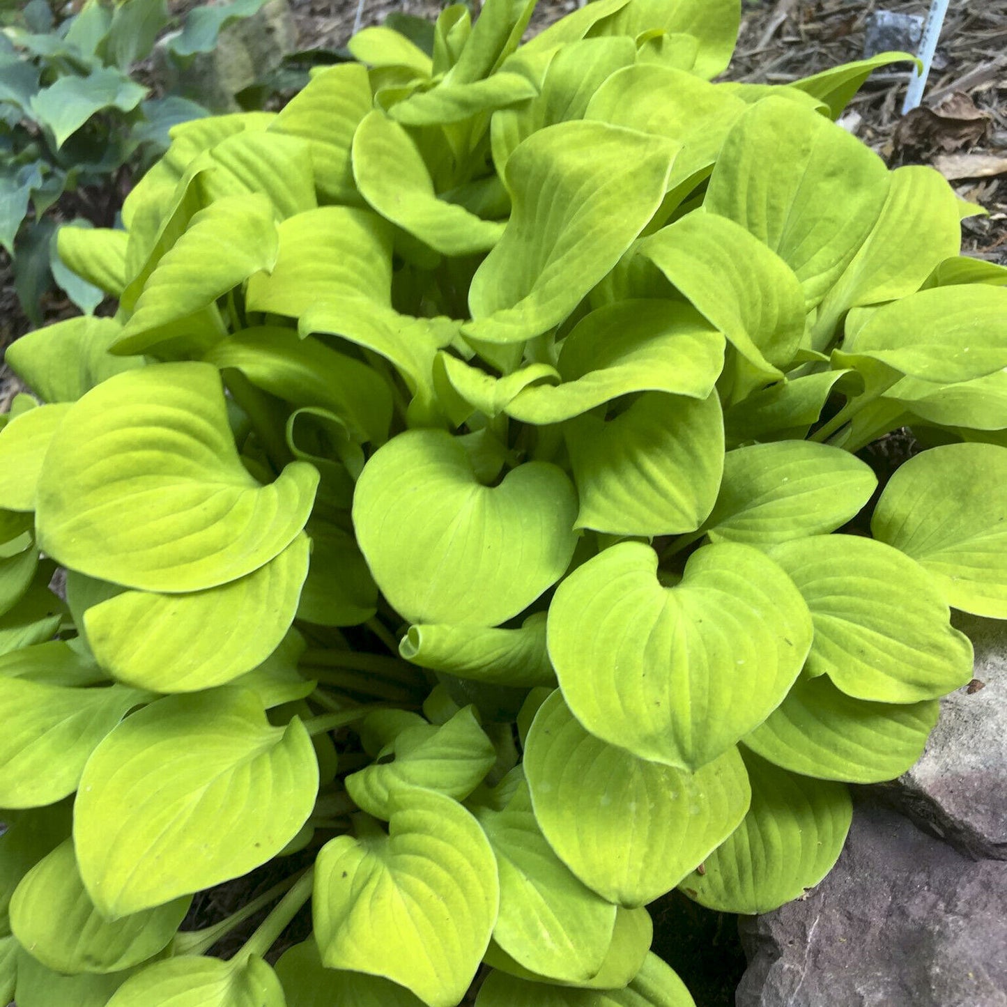 Hosta Sun Mouse Well Rooted 5.25" Pot Perennial Shade Plant MINI Established