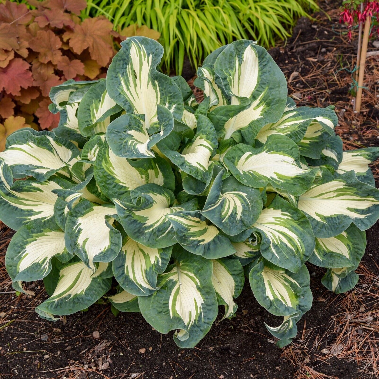 Hosta Hans 5.25" Pot Well Rooted Perennial Shade Plant Puckered and Twisted