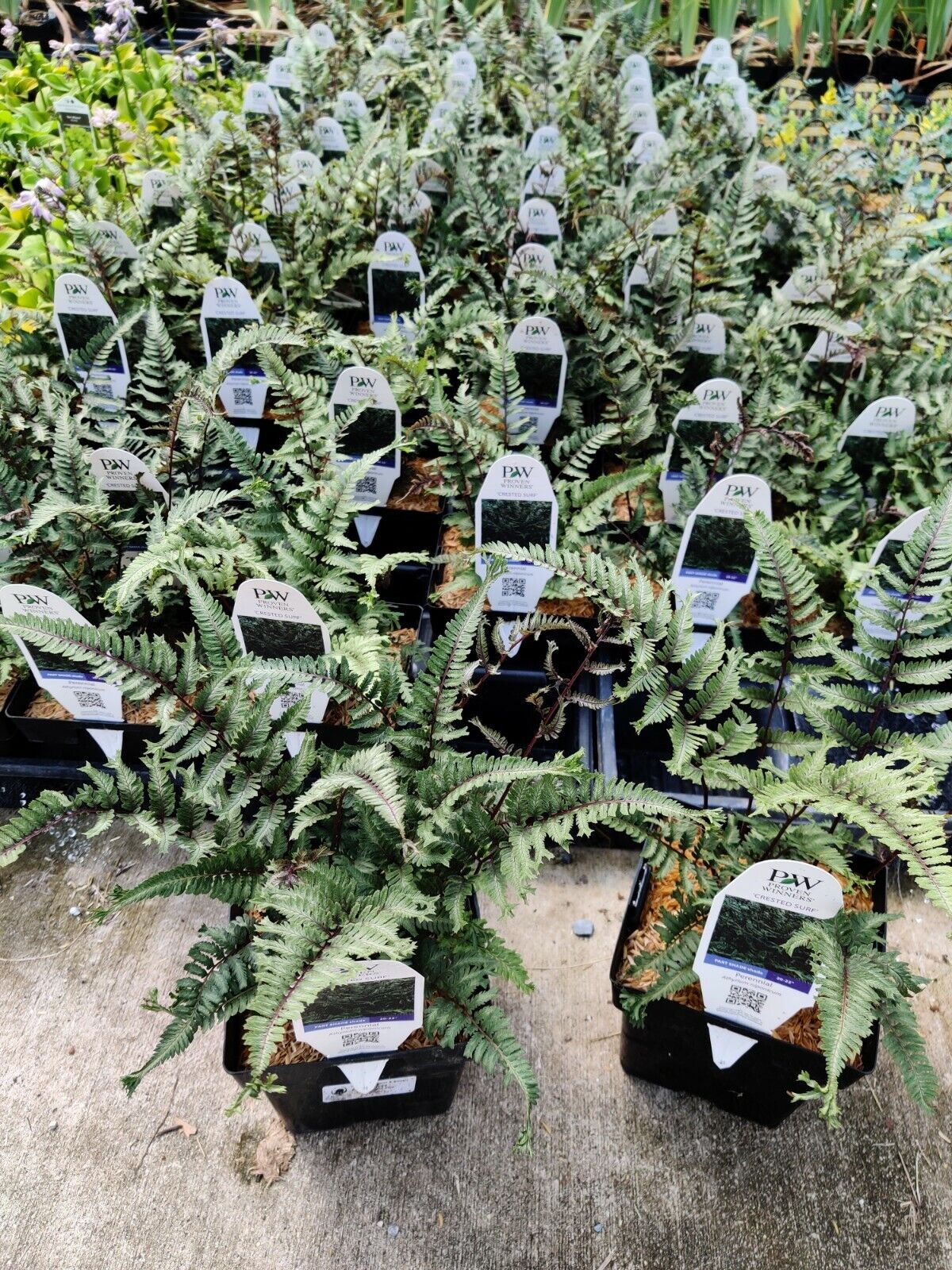 Athyrium niponicum 'Crested Surf' 5.25" Pot Perennial Proven Winners Fern