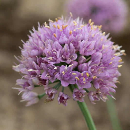 Allium Blue Eddy Ornamental Onion 5.25 inch Pot Size Perennial Plant Sun