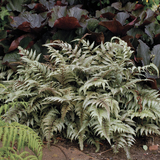 Athyrium niponicum 'Pictum' Japanese Painted Fern Well Rooted Plant 5.25" Pot