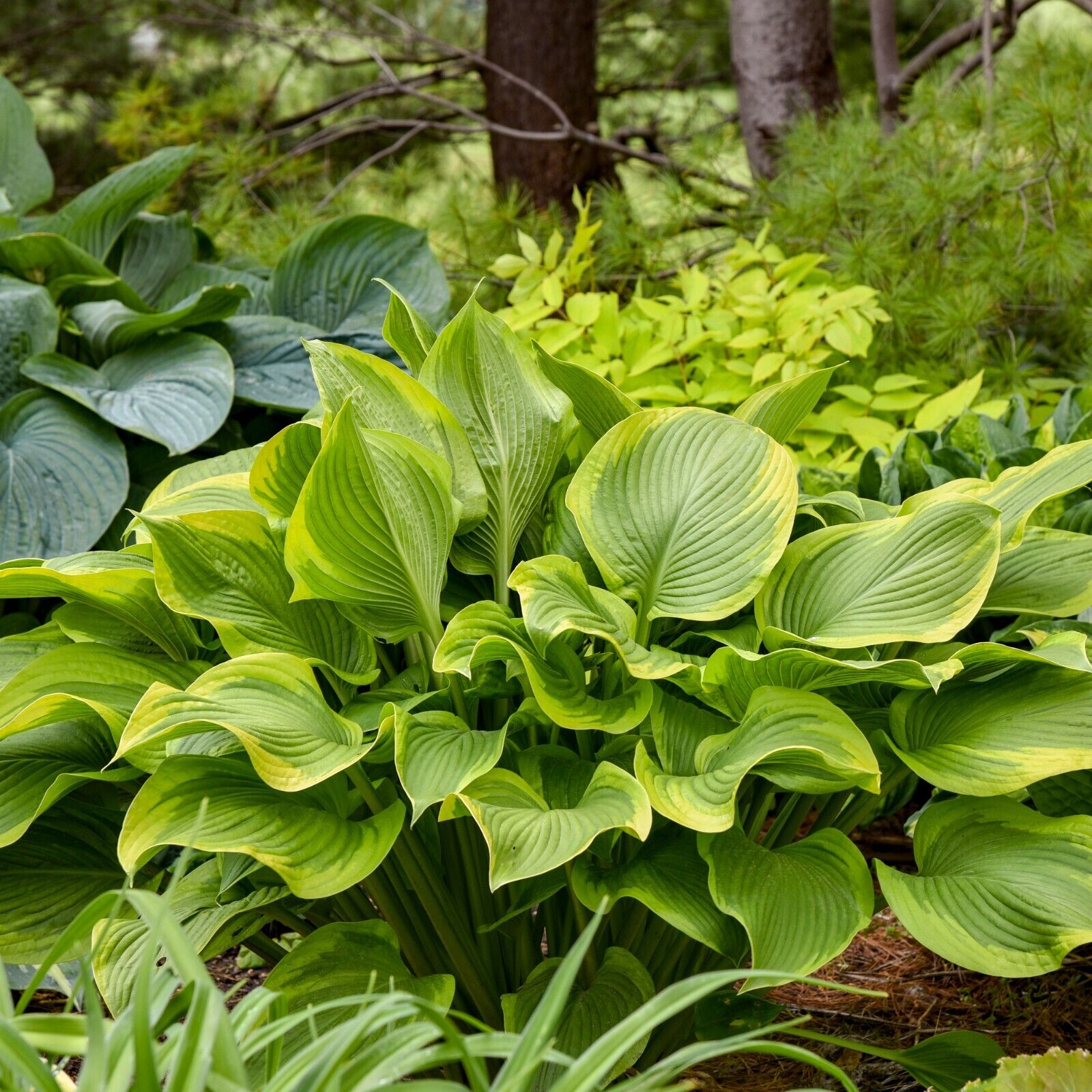 Hosta Lone Star 5.25" Pot Well Rooted Perennial Shade Plant Proven Winners