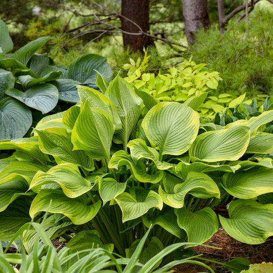 Hosta Lone Star 5.25" Pot Well Rooted Perennial Shade Plant Proven Winners