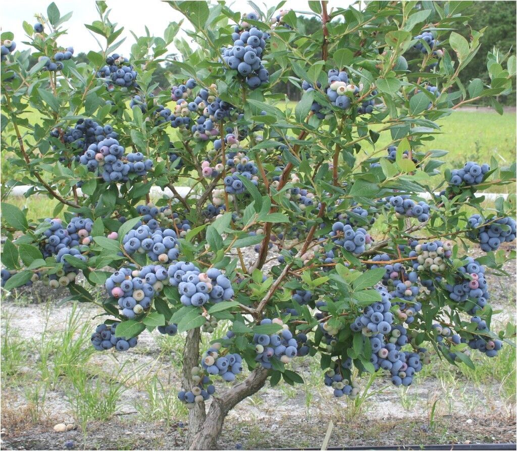 Talisman Blueberry Edible Fast Growing Fruit 5.25" Pot Perennial Big Berries