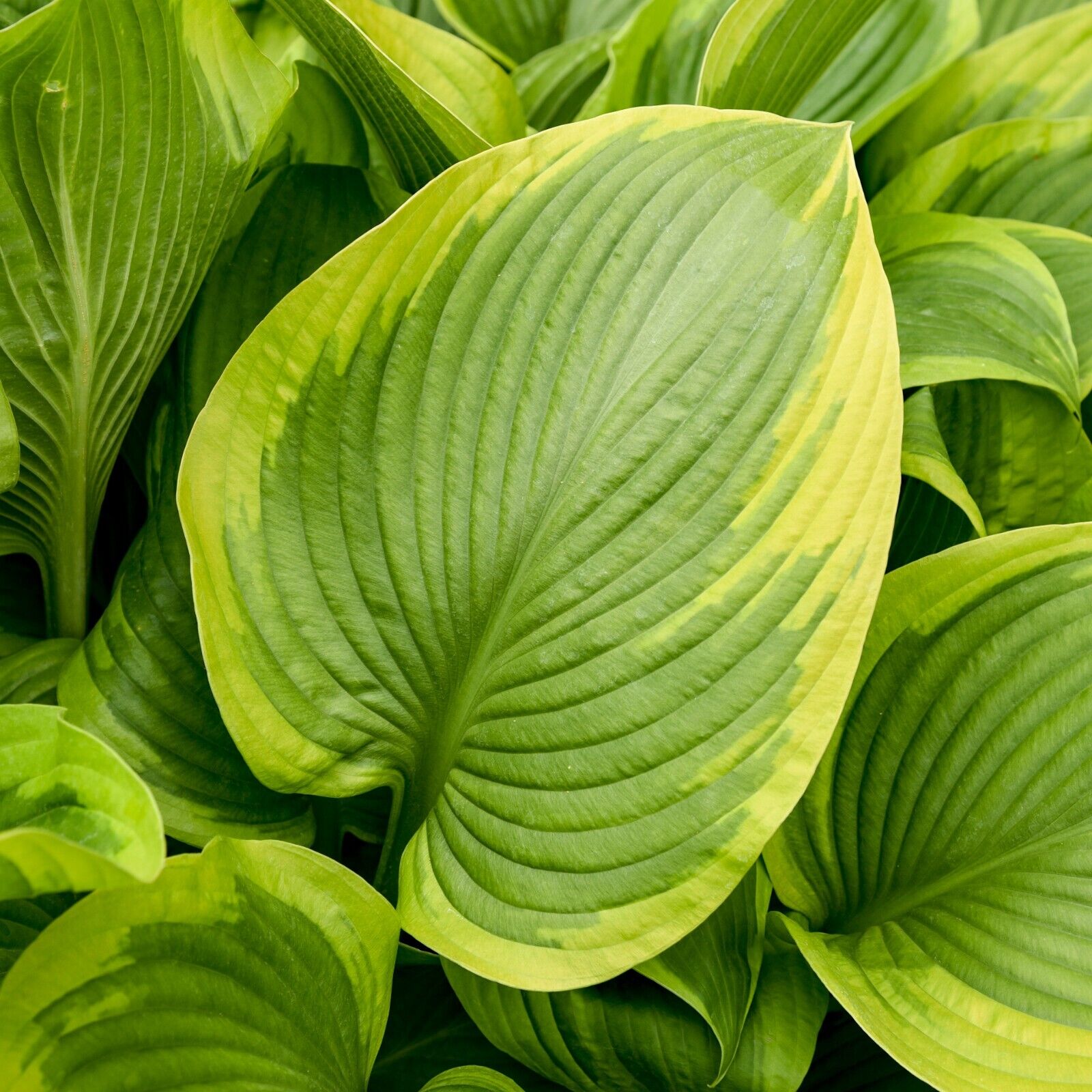Hosta Lone Star 5.25" Pot Well Rooted Perennial Shade Plant Proven Winners