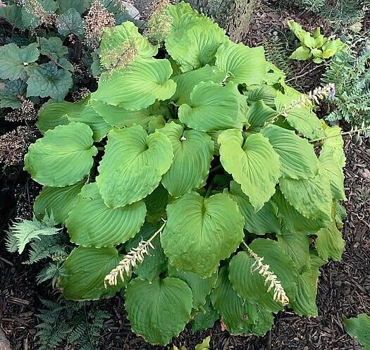 Hosta Seven Year Itch 5.25" Pot Well Rooted Perennial Shade Electric Color