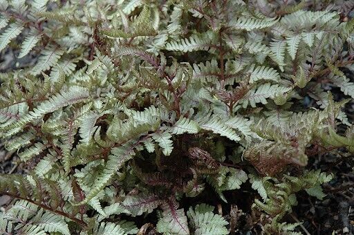 Athyrium niponicum 'Red Beauty' Japanese Painted Fern Well Rooted Plant 5.25"