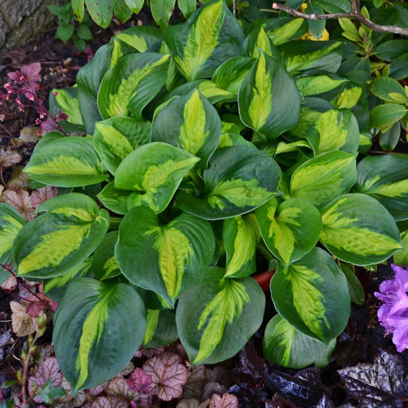 Hosta Pocketful of Sunshine 5.25" Pot Well Rooted Perennial Shade Mini