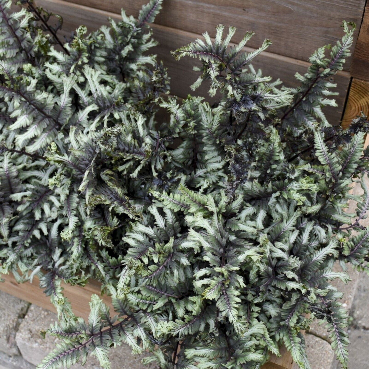 Athyrium niponicum 'Crested Surf' 5.25" Pot Perennial Proven Winners Fern