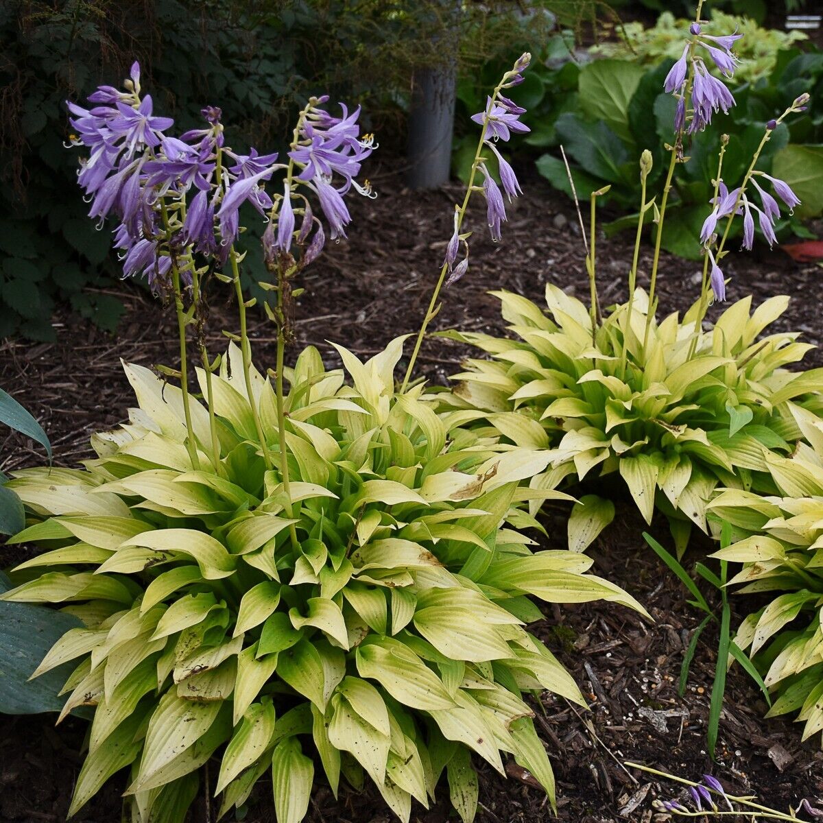 Hosta Munchkin Fire 5.25" Pot Well Rooted Perennial Shade Unusual Miniature