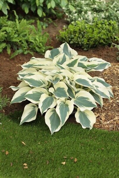 Hosta Firn Line Well Rooted 5.25" Pot Perennial Shade Unique Leaves