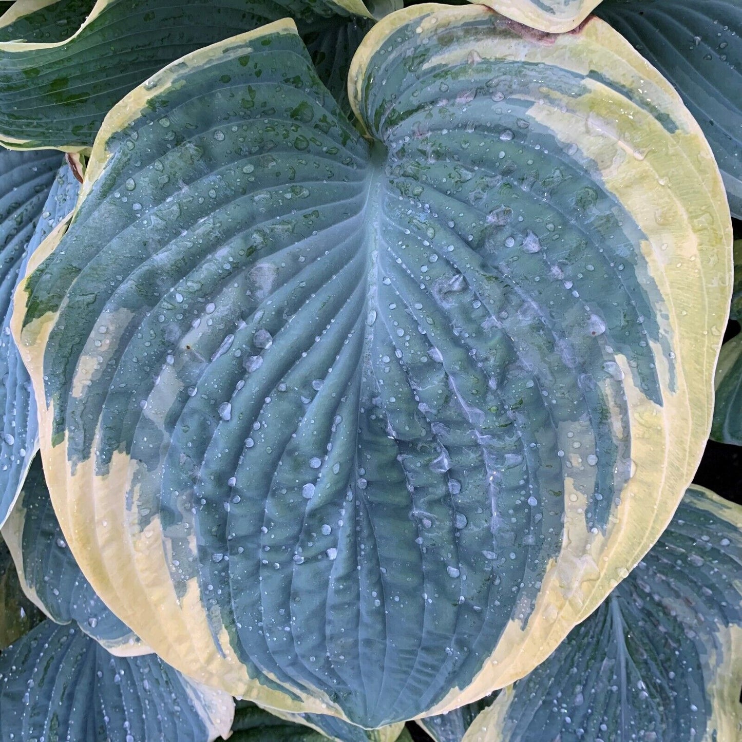 Hosta Shadowlands Gigantosaurus Proven Winners Rooted 5.25" Pot Perennial Shade