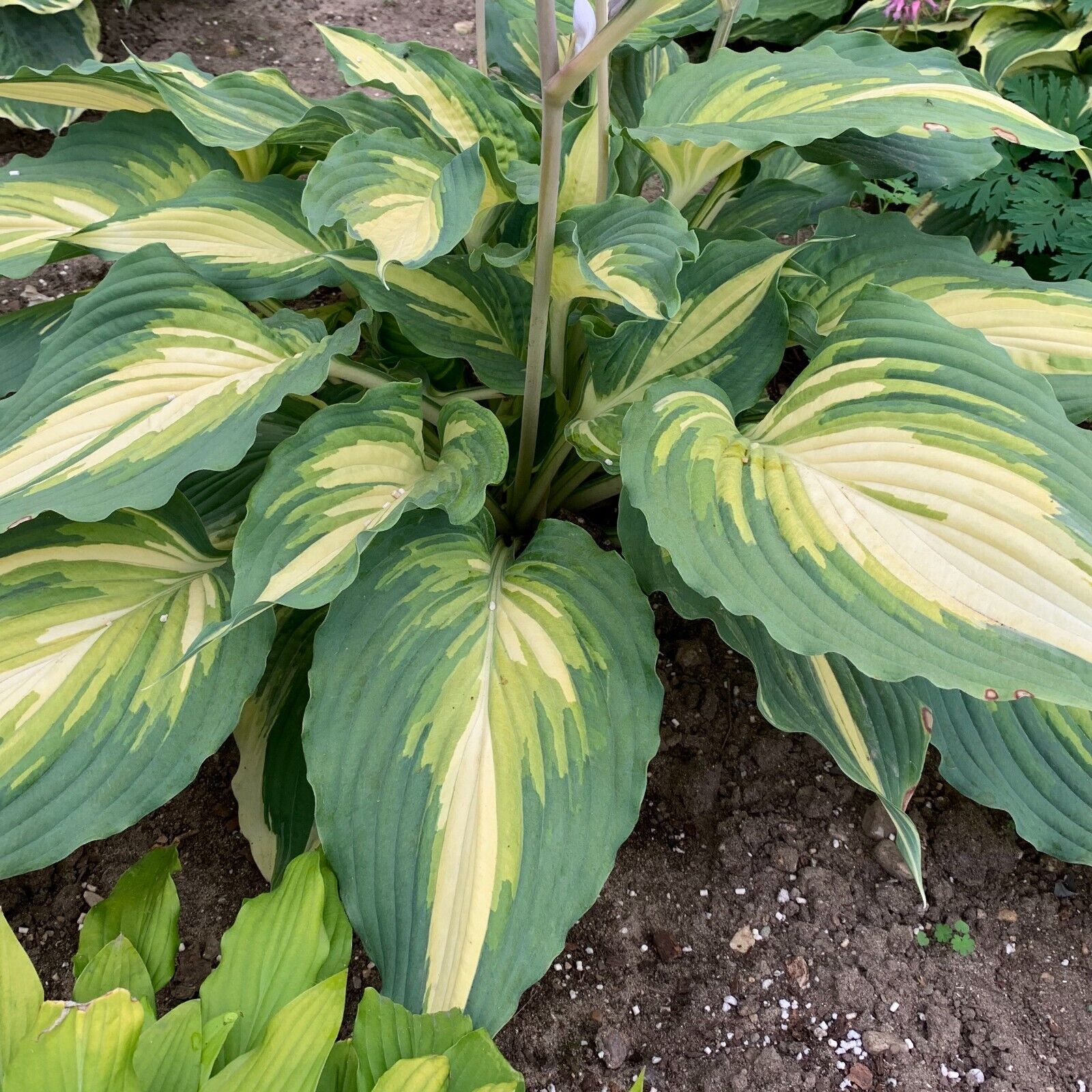Hosta Love Story Well Rooted 5.25" Pot Perennial Proven Winners