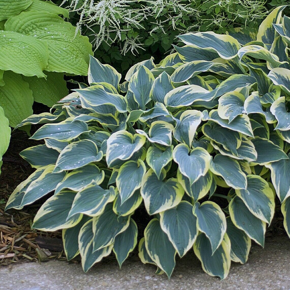 Hosta First Frost Well Rooted 5.25" Pot Perennial Shade Plant NOT A STARTER PLUG