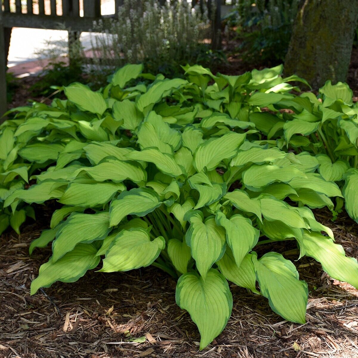 Hosta First Dance Well Rooted 5.25" Pot Perennial Shade