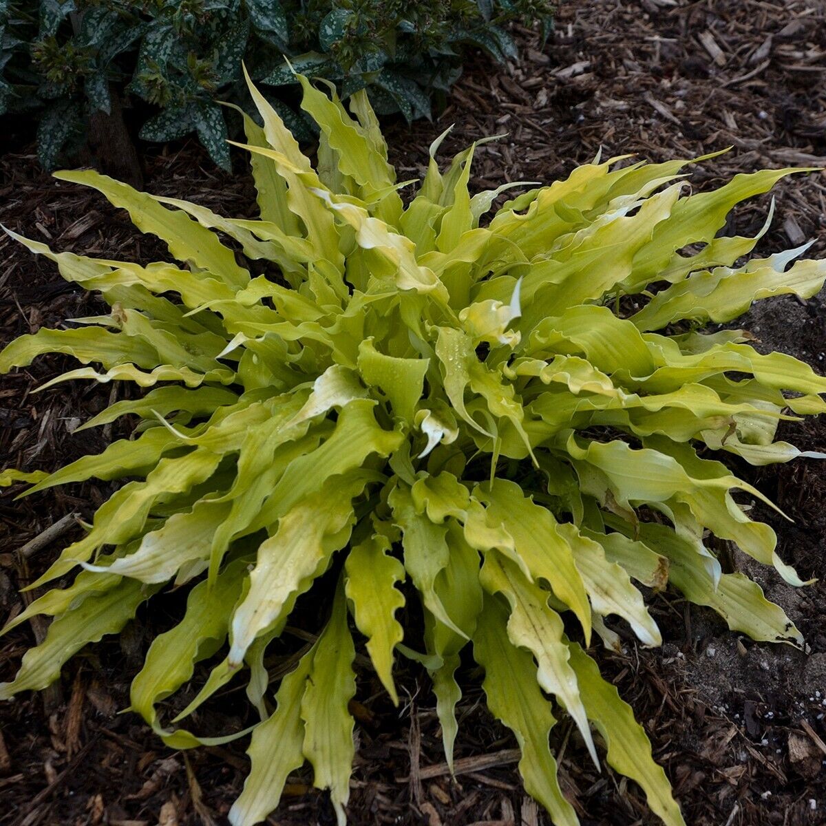 Hosta Wiggles and Squiggles Well Rooted 5.25" Pot Perennial Shade Plant