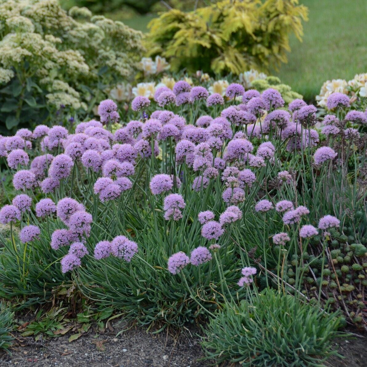 Allium Blue Eddy Ornamental Onion 5.25 inch Pot Size Perennial Plant Sun